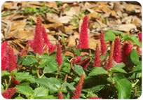 ACALYPHA SPEEDA